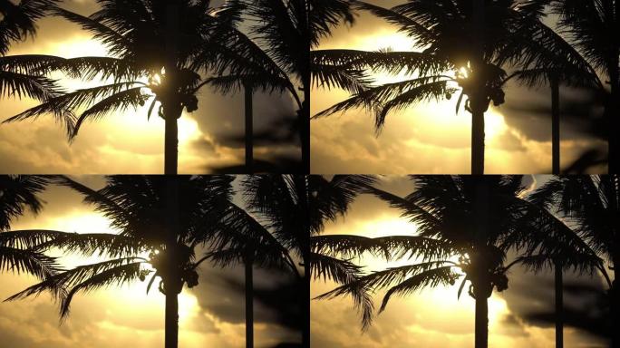 通过棕榈树拍摄太阳的细节