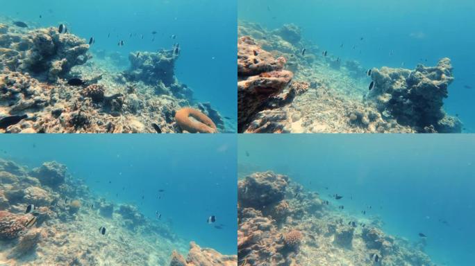 沿着礁石床与鱼一起游泳的水下射击