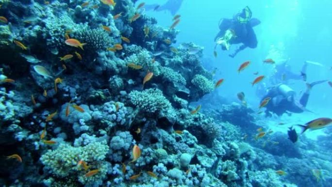 水下生命。在珊瑚礁附近潜水，有五颜六色的鱼和外来物种。潜水员剪影
