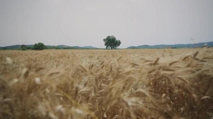 麦粒田，夏季户外标志性景观