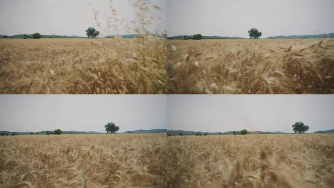 麦粒田，夏季户外标志性景观