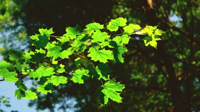 夏季树木的绿色叶子的细节拍摄