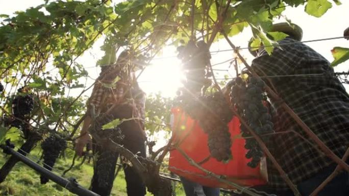 葡萄酒酿造故事的葡萄收获: 特伦蒂诺的意大利文德米亚