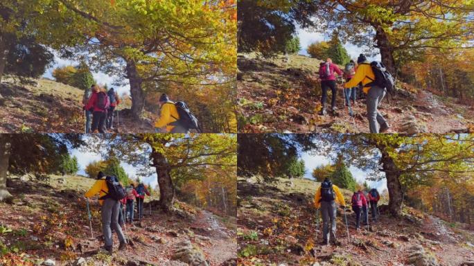 SLO MO一群徒步旅行者在阳光明媚的日子里走在一条漂亮的森林小径上