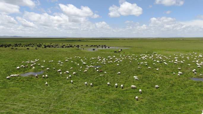 草原牛羊成群航拍
