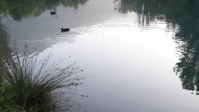 黎明时山塘的风景水塘里的小鸭子