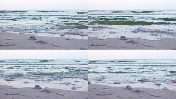 死去的水母躺在亚速海上水签名的沙滩上