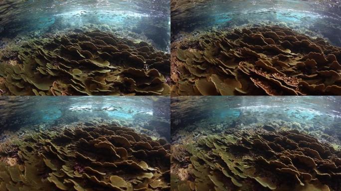 所罗门群岛的脆弱珊瑚和学校银边