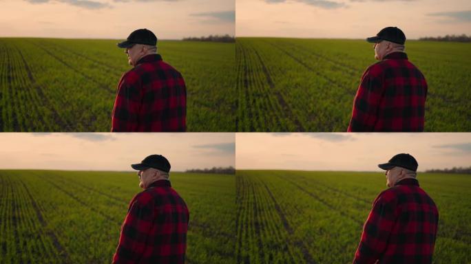 日落时分，一位年迈的商人在田野里看着绿色的面孔。收获芽，控制小麦生长