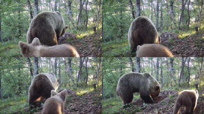一只熊和幼崽在树林中觅食的踪迹摄像机镜头
