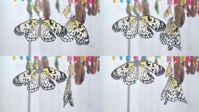 在蝴蝶孵化器中，一只新生的蝴蝶坐在贝壳上。蝴蝶从茧中出来后休息