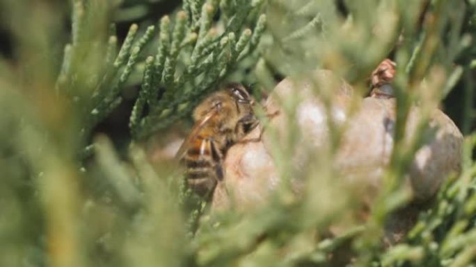 小蜜蜂在灌木丛中的岩石上爬行的细节镜头