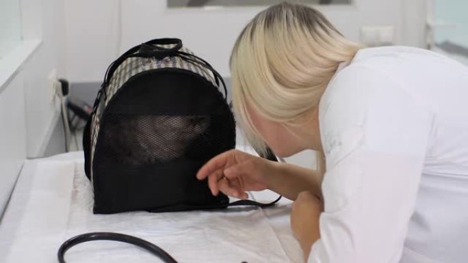 一位可爱的女医生与坐在等待桌上的提篮中的猫交流。医生通过网子抚摸着猫的头。兽医诊所里猫的概念。