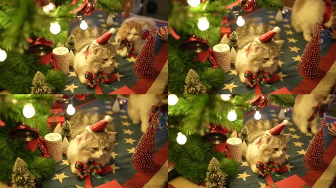 猫在圣诞树上休息萌宠狗狗撸猫