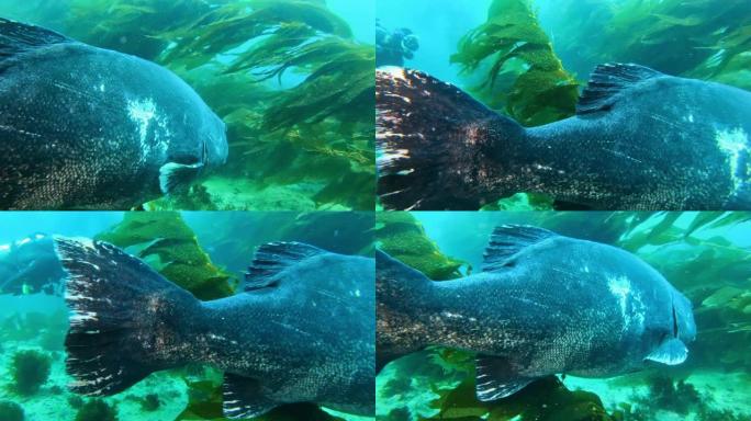 五颜六色的鱼在碧绿的水中游泳。蓝色海洋中巨大的海带森林中的巨型黑鲈鱼