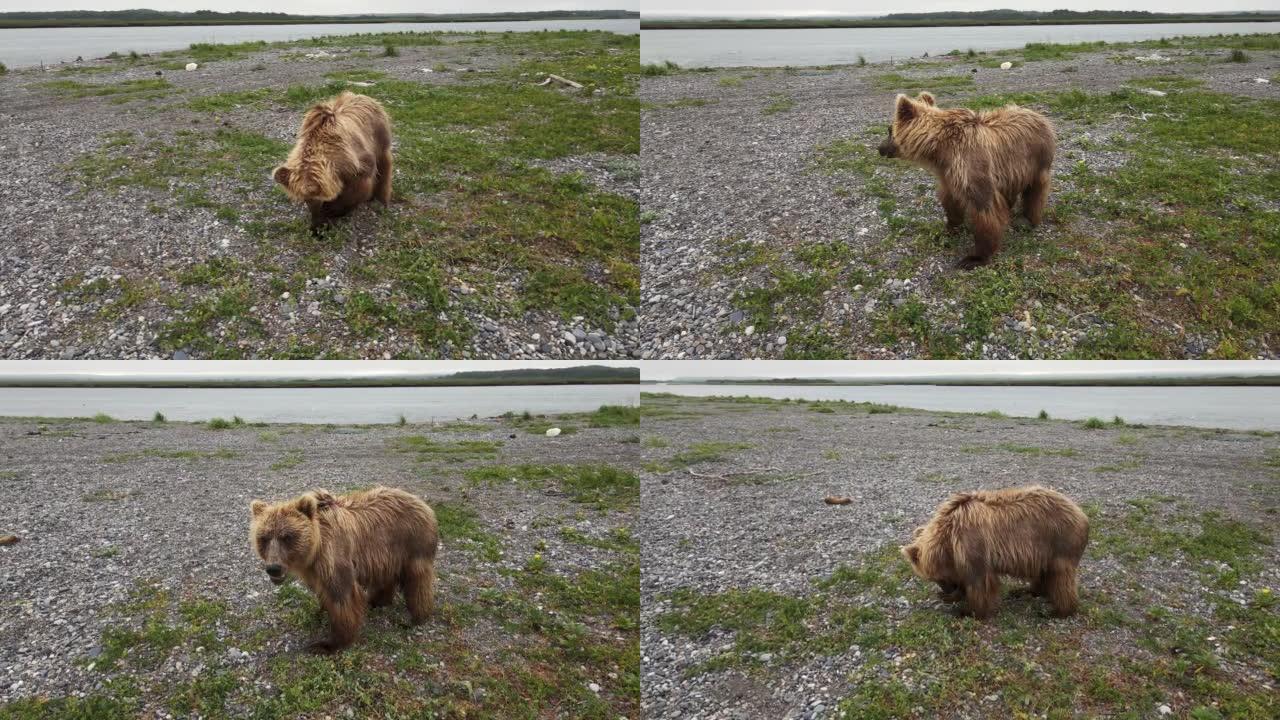 一只棕熊在河岸上挖掘岩石的无人机视图寻找食物