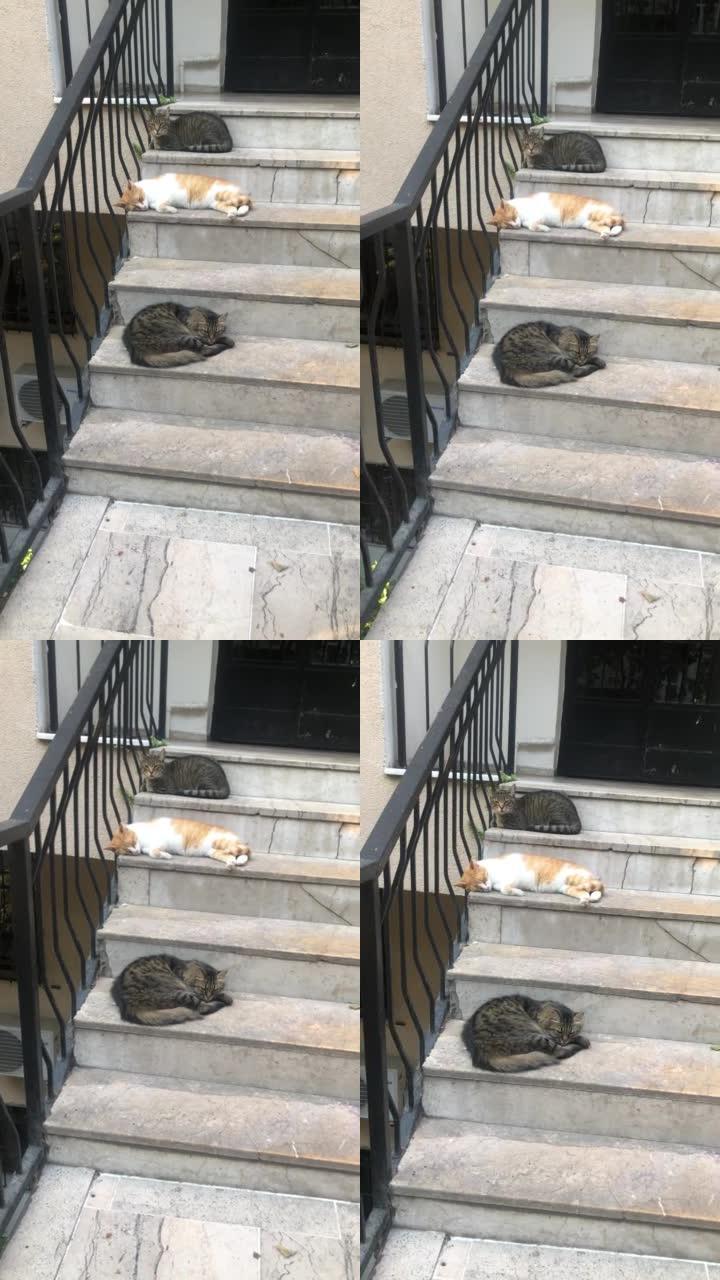 楼梯上的三只猫