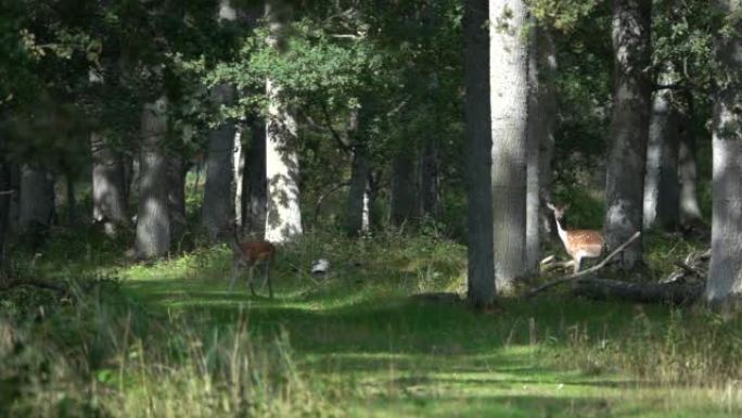 瑞典森林中的小鹿