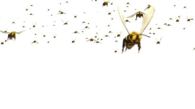 蜂群飞绿屏3D循环背景动画。