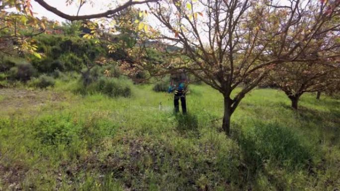 人在一片核桃树田里喷洒除草剂。