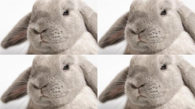 白色背景上的灰色兔子看着相机，以慢动作，特写镜头移动鼻子。