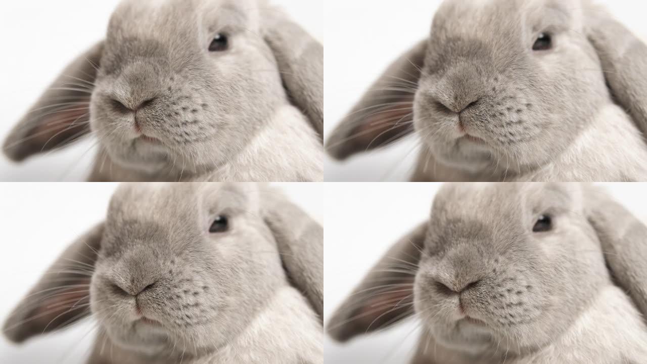 白色背景上的灰色兔子看着相机，以慢动作，特写镜头移动鼻子。