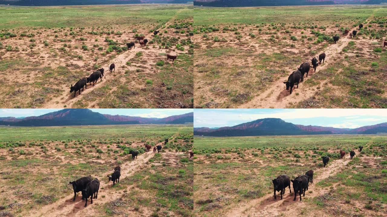 小群散养牛横穿干旱平原地区。加利福尼亚的农业