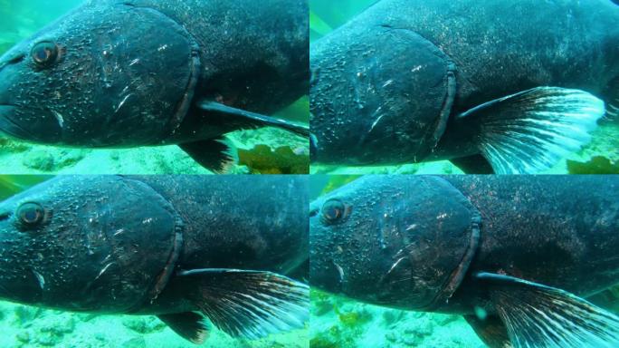 五颜六色的鱼在碧绿的水中游得很深。海洋中巨大的海带森林中的巨型黑鲈鱼