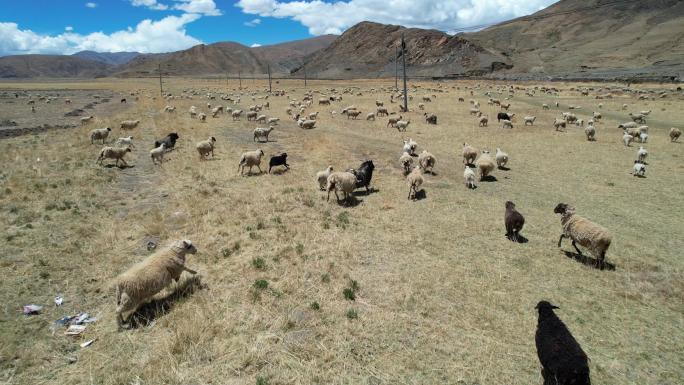 【大疆航拍】4K西藏羊卓雍措湖宣传片素材
