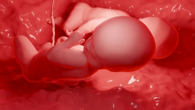 3d在子宫内呈现医学上准确的双胞胎，具有单个胎盘的子宫中的单卵双胞胎，人类双胞胎胎儿，产前生长的婴儿