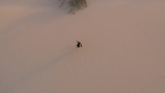 空中无人机拍摄了一名妇女在日落时独自在沙漠中行走的镜头