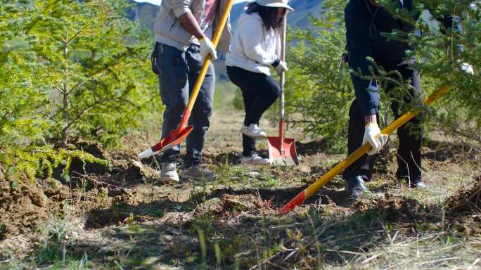 植树 造林 种树 绿化 农村 新农村