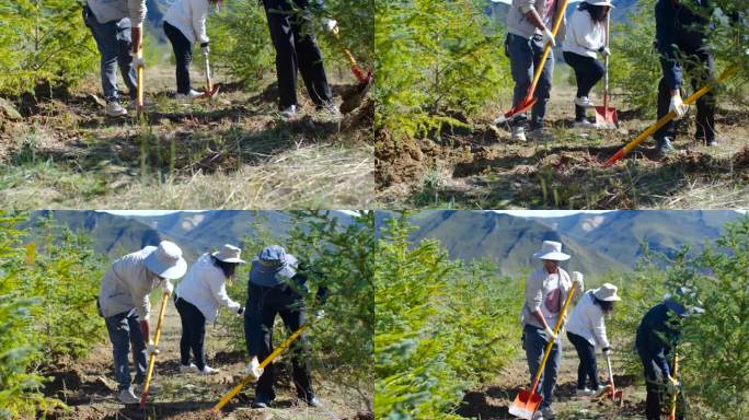 植树 造林 种树 绿化 农村 新农村