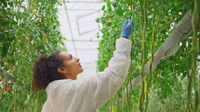 女技术员在温室中行走并检查植物时拿着数字平板电脑