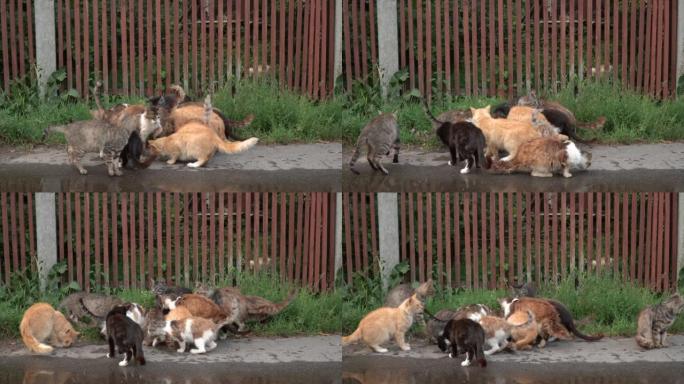 一群流浪猫正在吃它们的食物