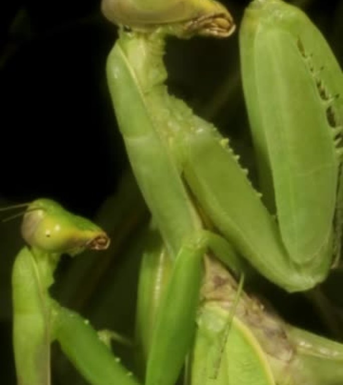 垂直视频: 雄性坐在雌性螳螂交配上。螳螂交配。外高加索树螳螂 (Hierodula transcau