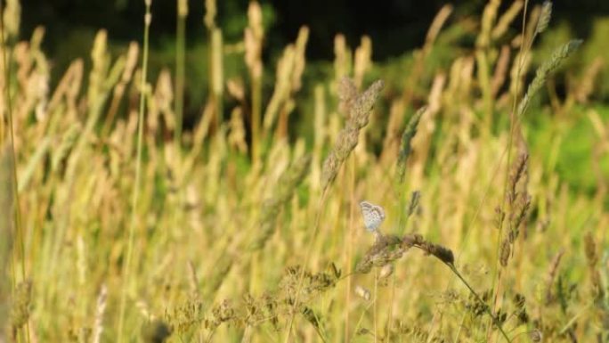 小灰蝶在夏日草地上的稻草上休息
