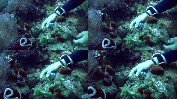 白眼海鳗 (Siderea thyrsoidea) 被潜水员抓伤