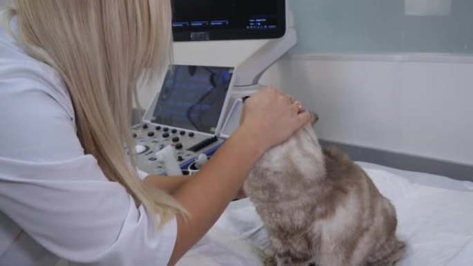 女金发医生在兽医诊所的接待处抚摸一只坐在桌子上的漂亮猫。兽医爱抚一只可爱的猫，抚慰她。对动物的爱的概