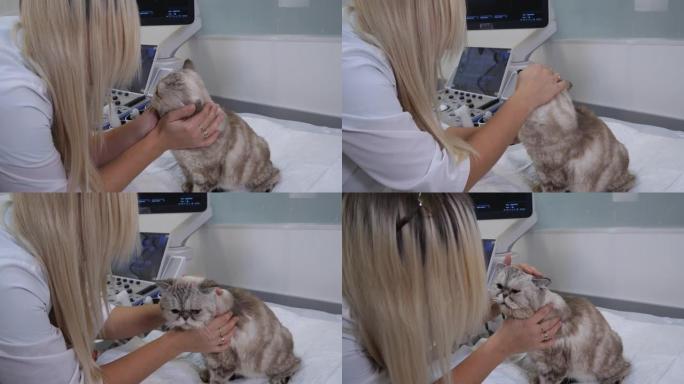 女金发医生在兽医诊所的接待处抚摸一只坐在桌子上的漂亮猫。兽医爱抚一只可爱的猫，抚慰她。对动物的爱的概