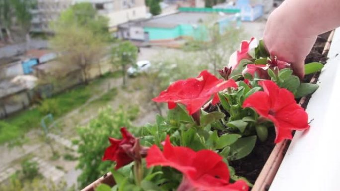 在阳台上种植红色的矮牵牛花