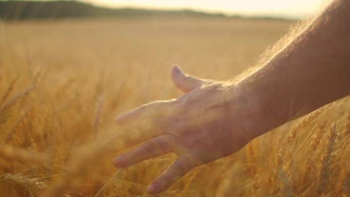 慢动作特写一位男性农民在阳光下的田野里触摸麦刷