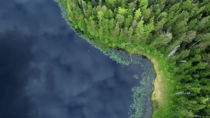 空中无人机拍摄了带有松树海岸线的清澈湖泊