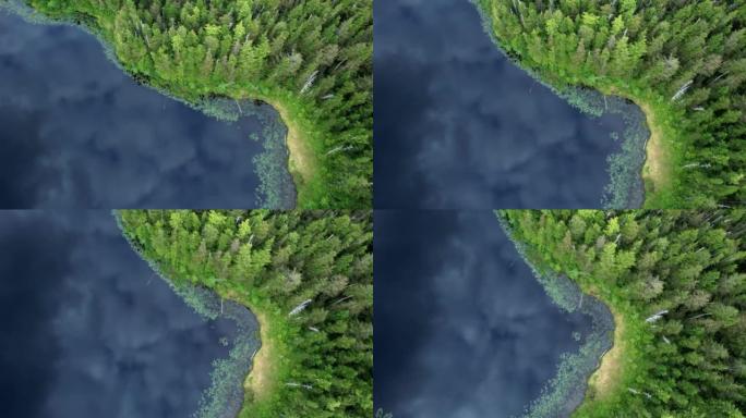 空中无人机拍摄了带有松树海岸线的清澈湖泊