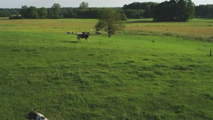 奶牛在充满活力的绿色草地上放牧。从上面看马苏里