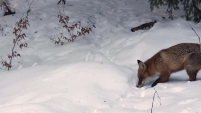 饿山野红狐在雪5