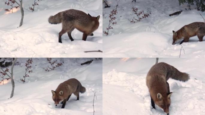 饿山野红狐在雪5