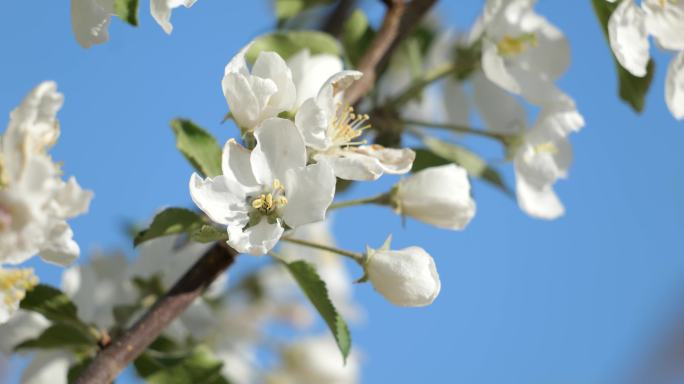 春暖花开 蜂蜜 沙果花