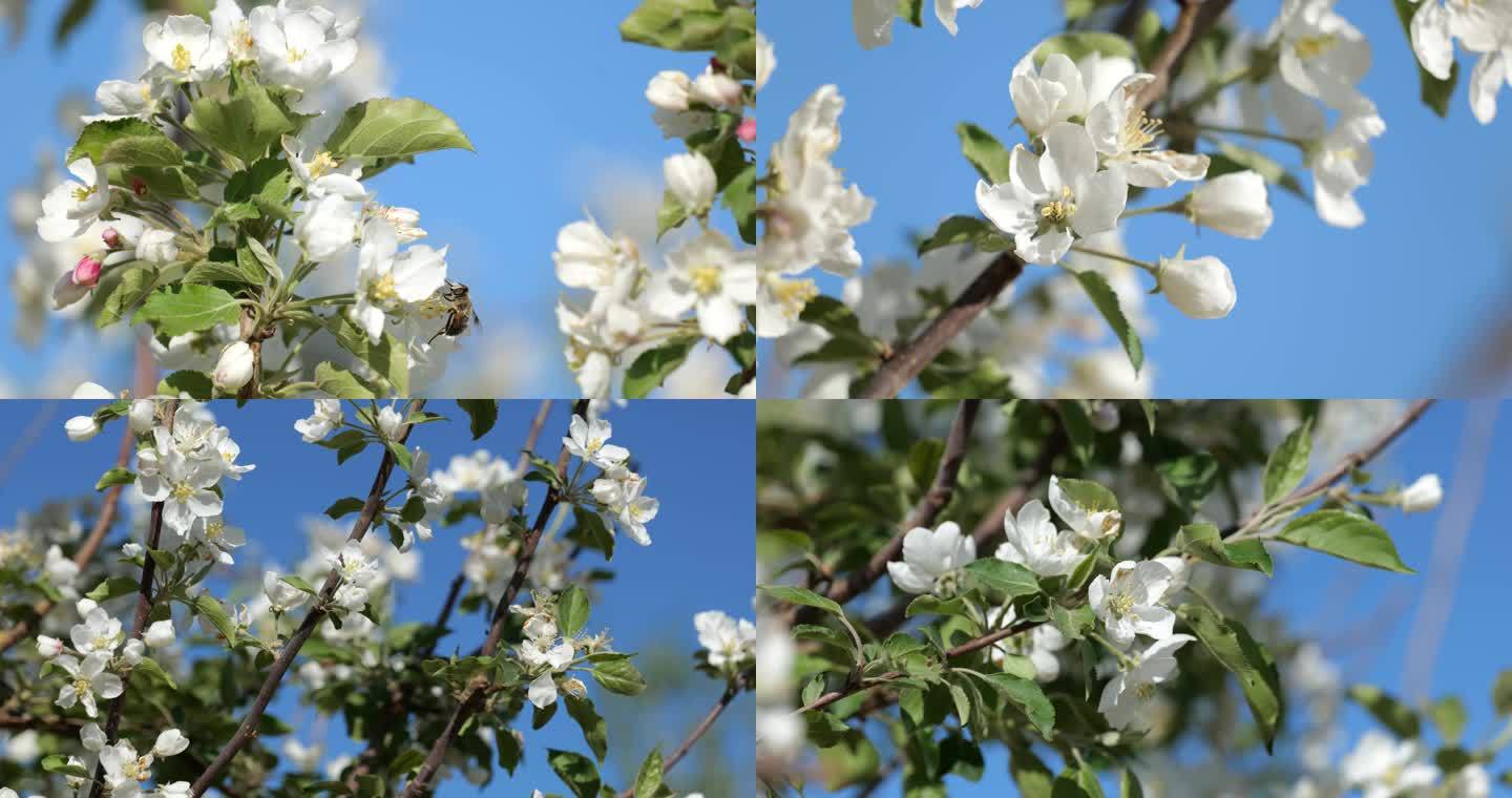 春暖花开 蜂蜜 沙果花