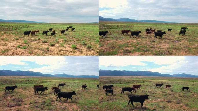 牛群穿越干旱平原地区寻找食物。加利福尼亚的农业